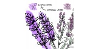 Funky pousse: lavender